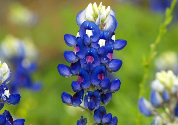 Lupinus texensis or bluebonnet