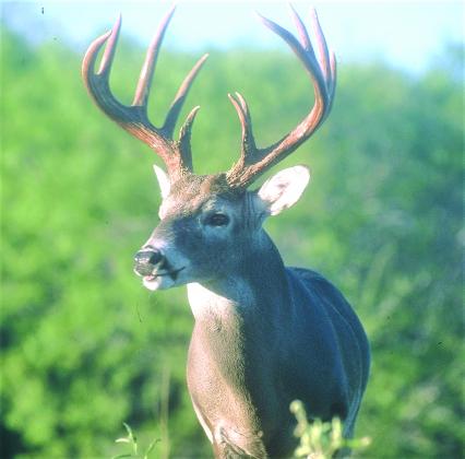 The deer season runs from Nov. 6 through Jan. 2, 2022 in the North Zone, and Jan. 16, 2022 in the south Zone. A special youth-only gun deer season is set for Oct. 30-31 and Jan. 3-16, 2022.