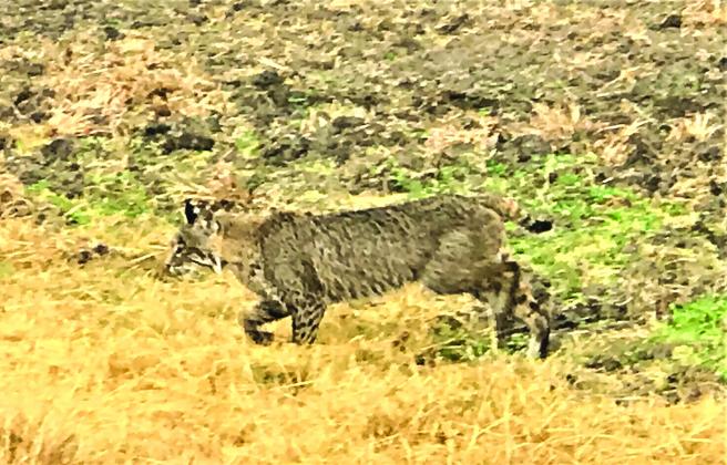 'Definitely not the best photo I've ever shot with my cell phone, this is the bobcat I watched eat a dead duck last Saturday morning' - Robert Sloan 