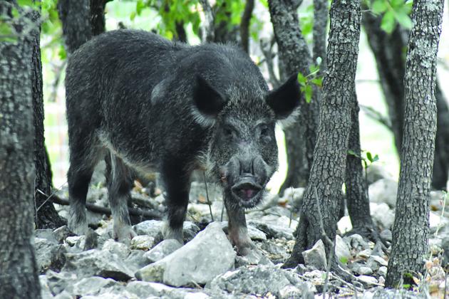 Big Thicket Natural Preserve will be issuing feral hog trapping permits on a first come, first served basis starting Feb. 7.