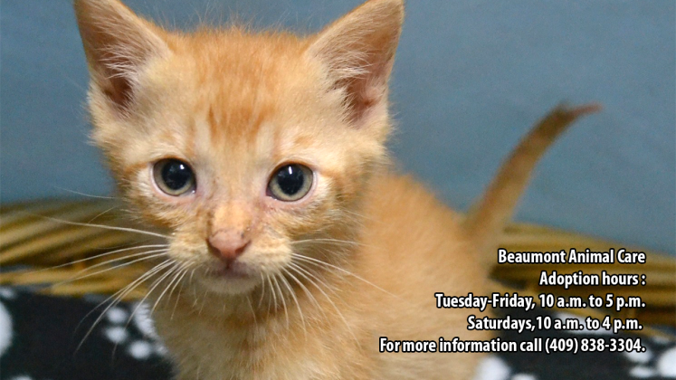 Kitten up for adoption at Beaumont Animal Care
